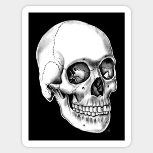 Halloween Skull Sticker